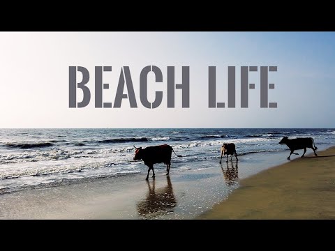Beach Life
