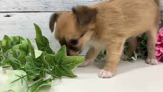 ハーフ犬の動画01