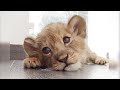 View 24 Baby Lion Cub Clipart Black And White