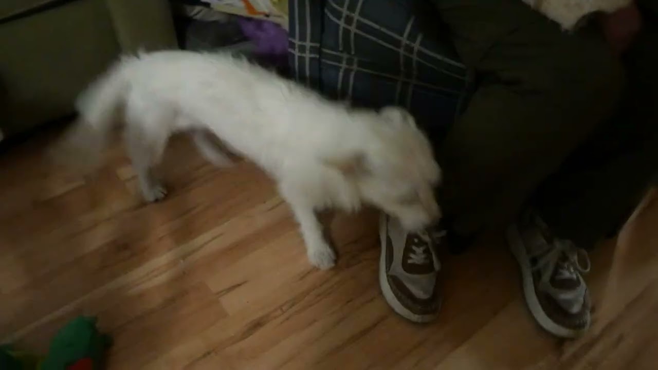 Enlarge Luna, a Adoptable mixed breed in Boulder, CO video 6/6