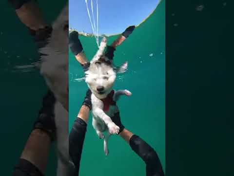 O homem salvou o cachorro?