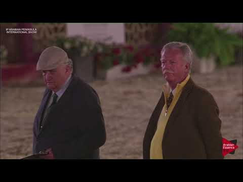 N.43 ANOOD JATHAB - 2019 Qatar Int. Peninsula show - Fillies 2 years old (Class 2B)