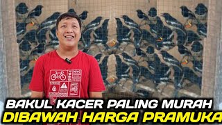 Download lagu PRAMUKA KEBANJIRAN 300 EKOR KACER KALIMANTAN DIJUAL SEMURAH INI DIKIOS SINGGIH PASAR PRAMUKA mp3