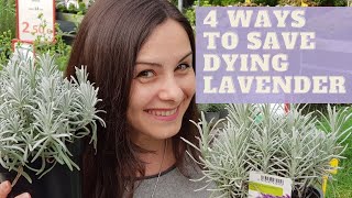 LAVENDER PROBLEMS | Why is my lavender turning brown | How to save lavender plant from dying