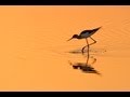 Water Birds