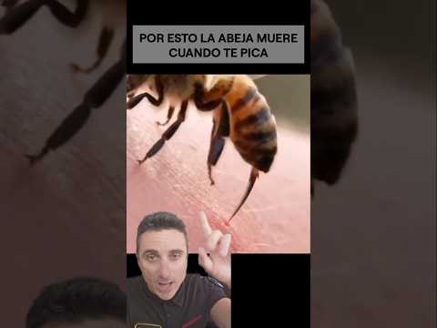 Por esto la abeja muere al picarte.#supervivencia #sabiasque #curiosidades