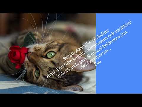 For Azad💙🌹🐱🌹💙Sevgili Azad...seni özledim...Éva