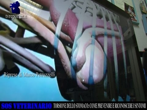 Dolore alla schiena e ai reni Che trattare larticolazione del piede