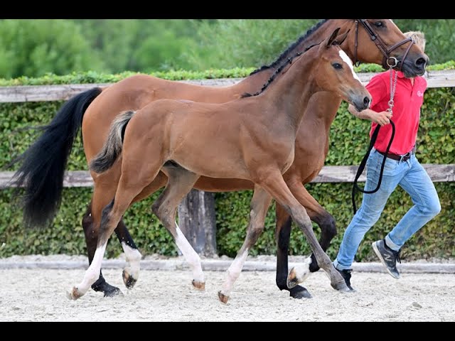 WONDERBOY MDB