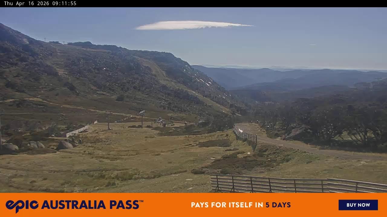 View full-screen Blue Cow Live