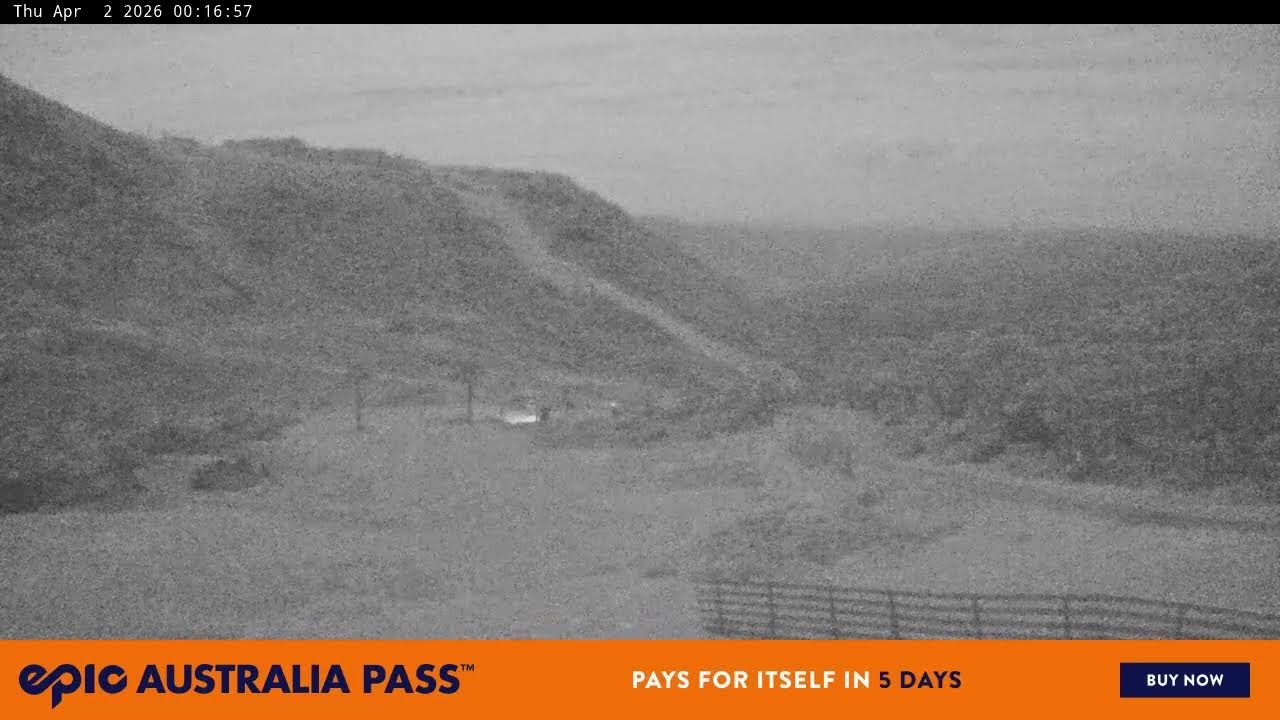 View full-screen Blue Cow Live