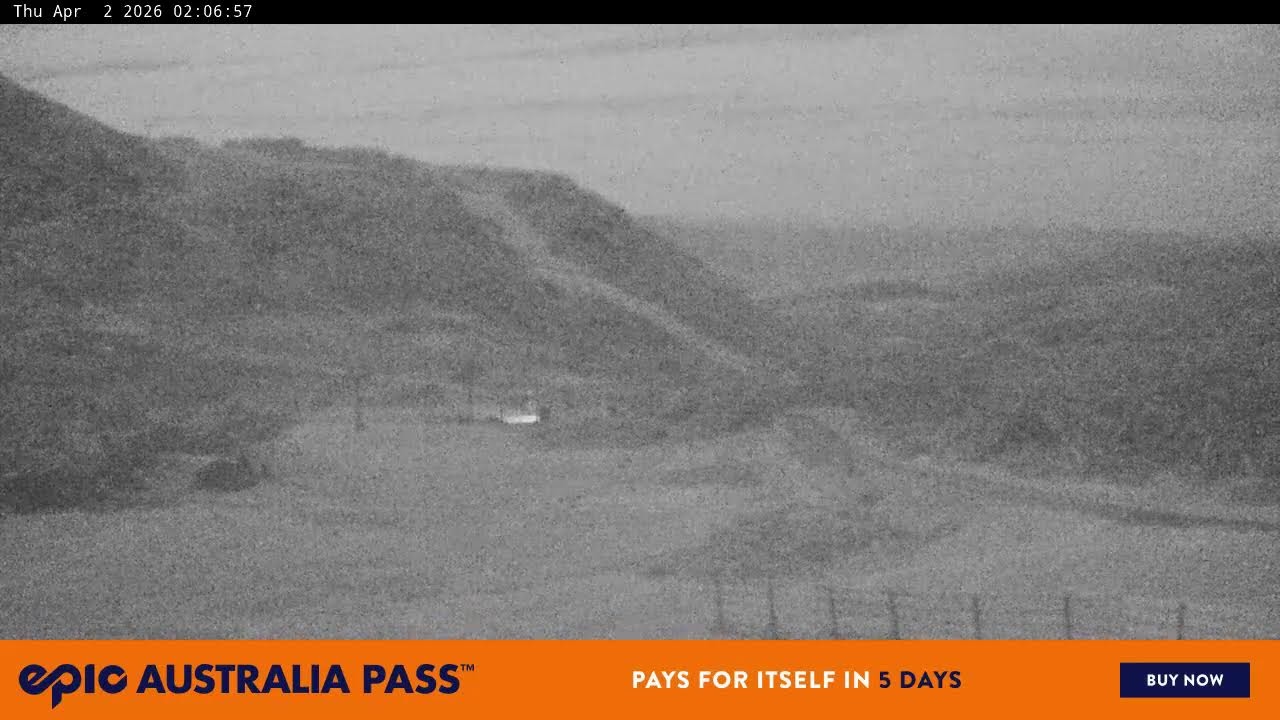 View full-screen Blue Cow Live