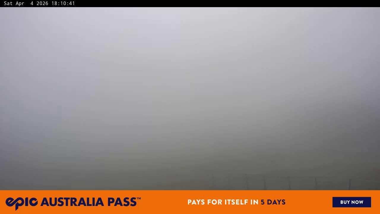 View full-screen Blue Cow Live