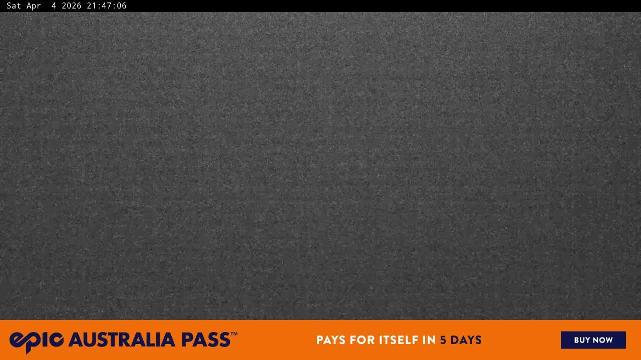 View full-screen Blue Cow Live