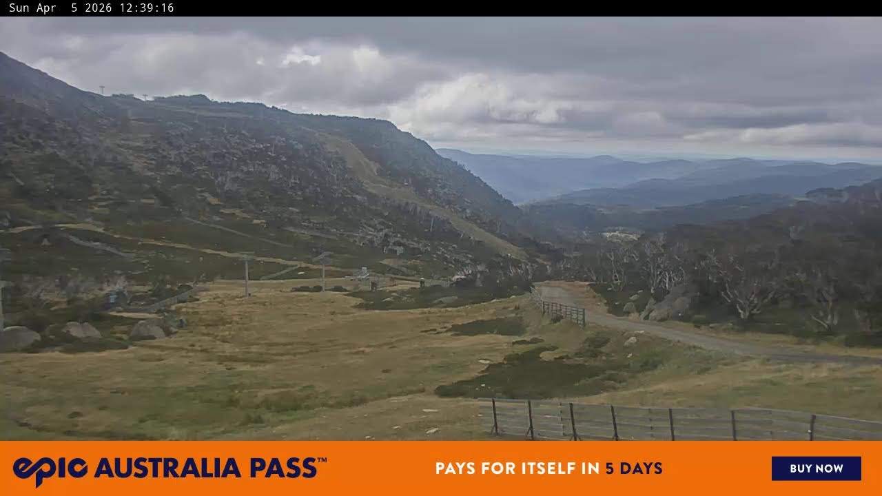 View full-screen Blue Cow Live