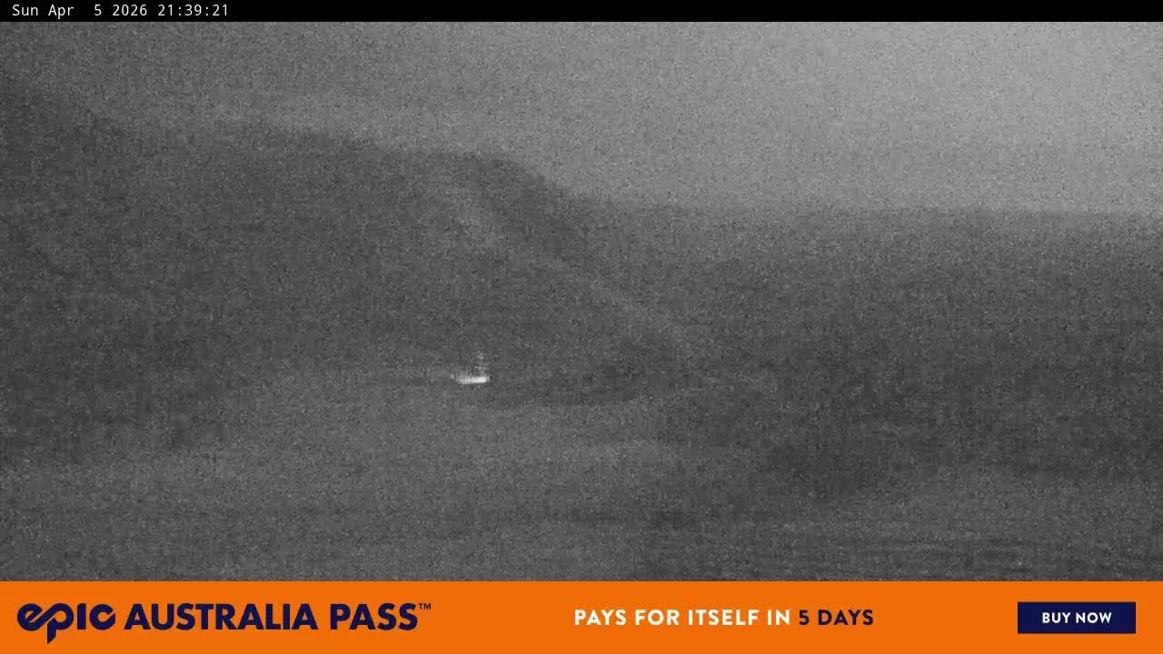 View full-screen Blue Cow Live