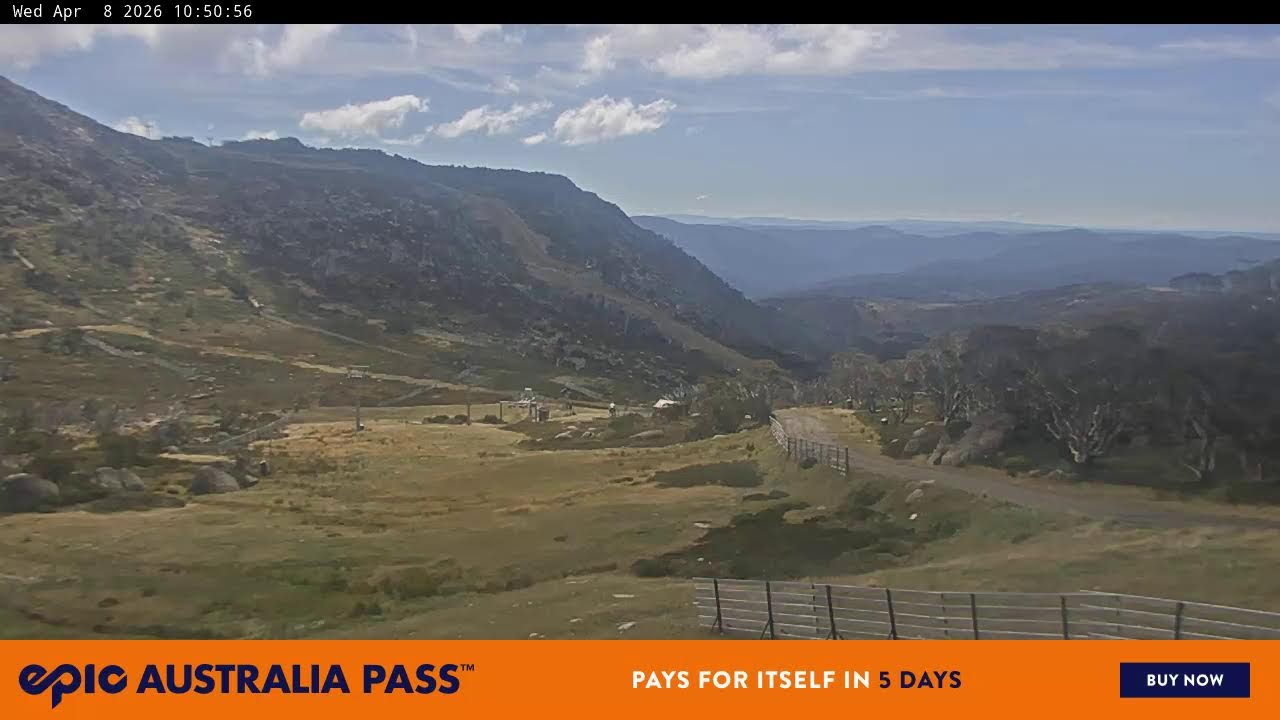 View full-screen Blue Cow Live