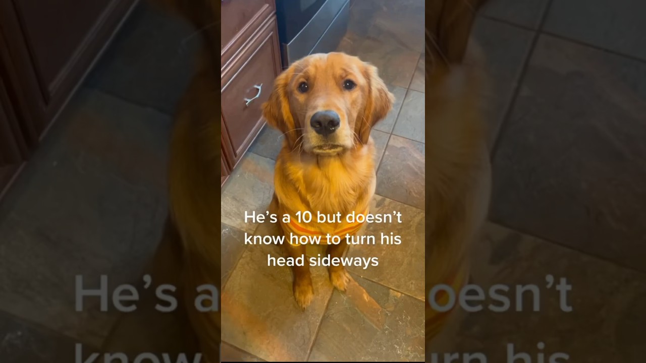 This golden retriever isn’t the smartest 😂