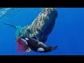 SPERM WHALE – The Ultimate KILLER of Killer Whales (Orcas)