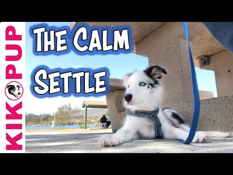 The Calm Settle - for dogs and puppies