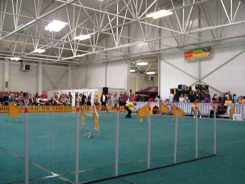 Súťaž v agility 100509 /Agilka/