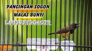 Download lagu Putar Pancingan Sebentar, Sogon Malas Bunyi Langsung Gacor Parah🔥 mp3 Download lagu Putar Pancingan Sebentar, Sogon Malas Bunyi Langsung Gacor Parah🔥 mp3