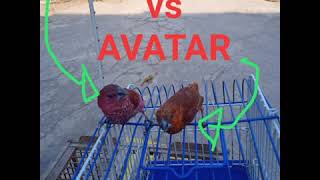 Download lagu Burung emprit avatar mp3 Download lagu Burung emprit avatar mp3