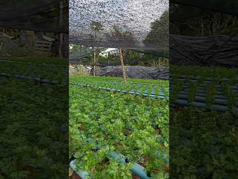 7 de dezembro de 2025