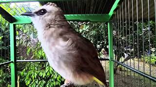 Download lagu TRUCUKAN GACOR TARUNG ROPEL Variasi Pancingan trucukan Agar Bunyi Jadikan Burung Trucuk Gacor isian mp3