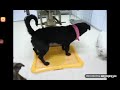 Black Dog Pee Part 2