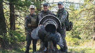 Public Land Hunting Mountain Merriam's | 2023 Phelps Turkey Camp (Part 1/3)