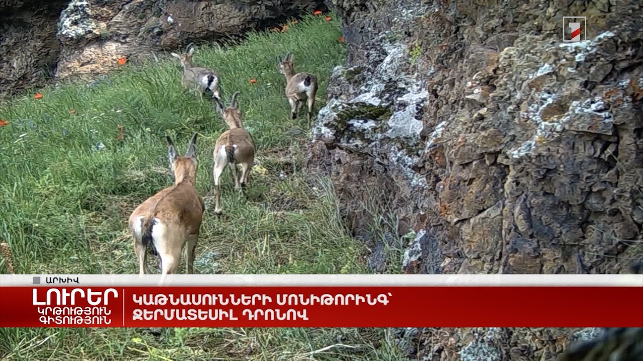 Կաթնասունների մոնիթորինգ՝ ջերմատեսիլ դրոնով