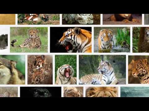 DRB S3 - 4tel 4/4 - MzumL vs CarniVora