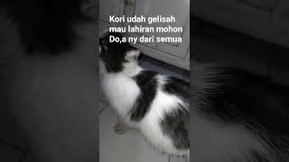 Download lagu mudah mudahan di #lancakan yaalloh#vidioshort #cat mp3