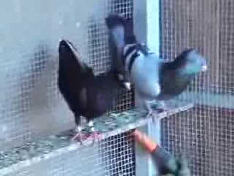 Srpski Visokoletaci - Serbian Highflyers - Golubovi - Gorana Macka - GSS-306-7 Brisbane Australia