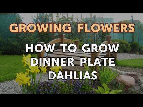 download lagu mp3 mp4 Dahlia Spacing, download lagu Dahlia Spacing gratis, unduh video klip Dahlia Spacing