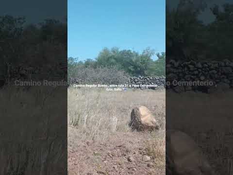 Camino a Paso Cementerio , entre ruta 31 y pueblo Paso Cementerio , departamento de Salto , 🇺🇾 b.