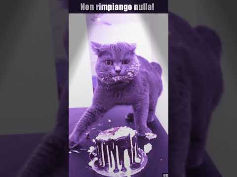 ❣😼 folli felini n. 2