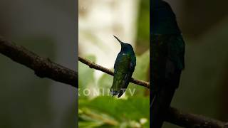 Download lagu Terapi burung kolibri dengan gemercik air | pancingan konin #konin #kolibrininja #koningacor mp3