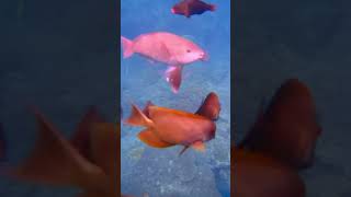 この雨の向こうに・・・バリ島の素晴らしい海が待っている！byバリ島ダイビングはくらげ村(#^^#)