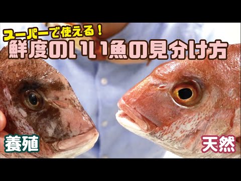 南方の魚 - 定義