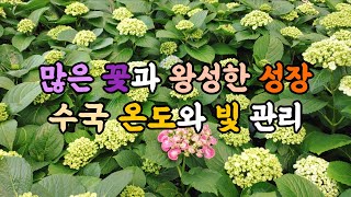 많은 꽃과 왕성한 성장을 위한 수국 온도, 빛 관리! #엉클플랜트 #식물키우기 #수국키우기