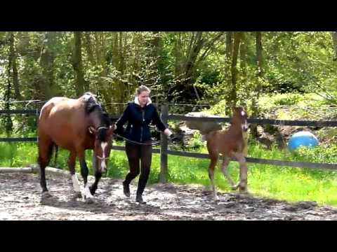 Stutfohlen v. Stakkato Gold x Argentinus geb. 23.04.2016