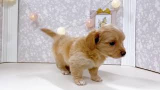 ハーフ犬の動画01