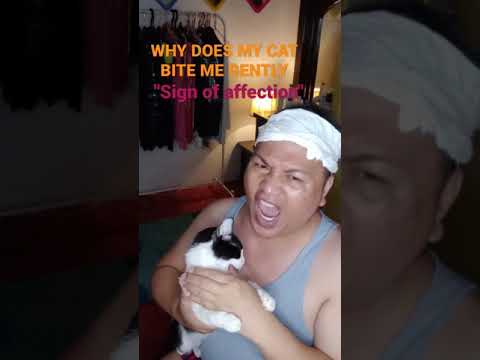 WHY DOES MY CAT BITE ME GENTLY |  SIGN OF AFFECTION | #SHORTS