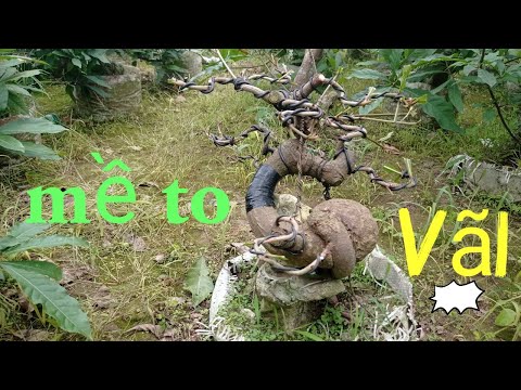 hướg dẫn trồng bonsai để có bệ,dễ,củ to quái từ bao ximăng chi phí thấp hiệu quả cao 100% #9
