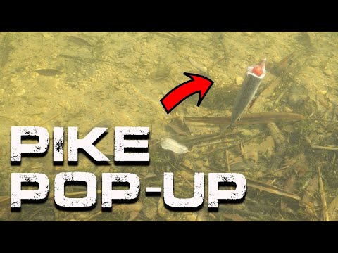BEST WAY TO POP-UP A DEADBAIT | Pike Fishing | Daniel Woolcott