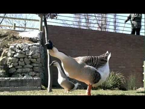 Anche le oche si incazzano Samsung HMX U10 test