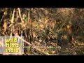 Ten Month Old Tiger Cub Spotted At Panna National Park