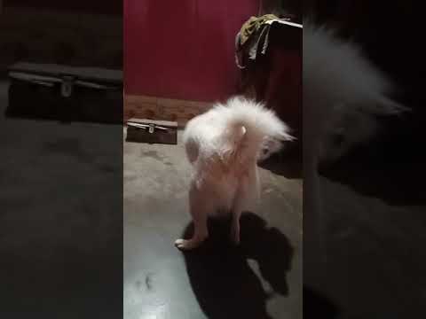 pomerian puppy # ghoomar ghoomar 😘😂😂❤️# pratyushapattu ❤️